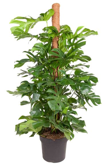 Monstera deliciosa philodendron