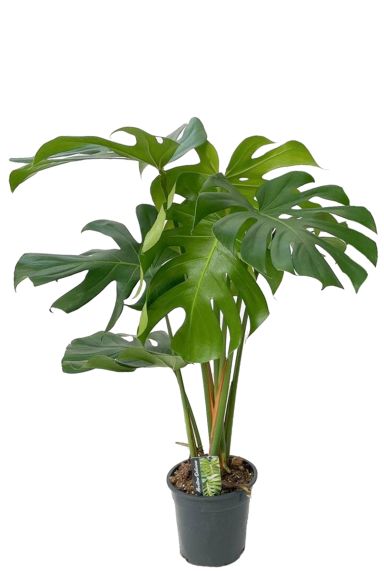 Monstera gatenplant deliciosa