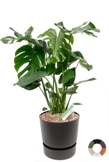 Monstera gatenplant zwarte pot 1