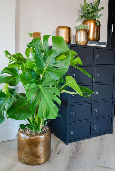 Monstera in goud bloempot 1