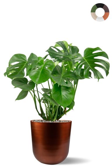 Monstera in koper pot