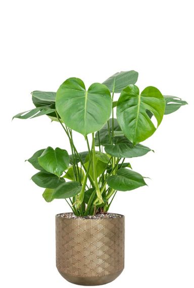 Monstera in metalen pot