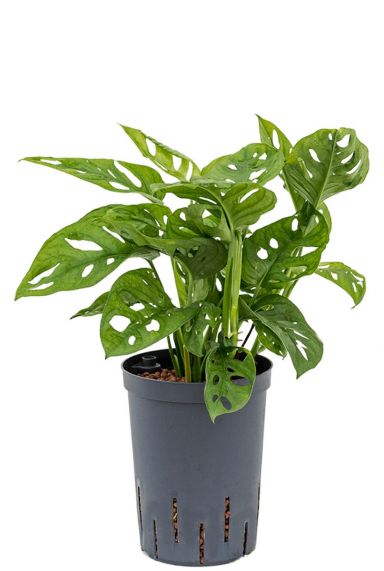 Monstera monkey mask