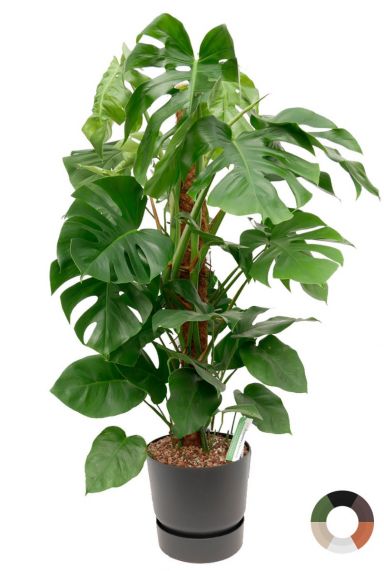 Monstera mosstok zwarte pot 