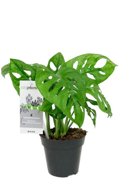 Monstera obliqua kamerplant 1 1