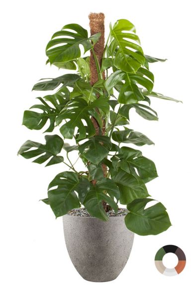 Monstera plant in betonlook pot