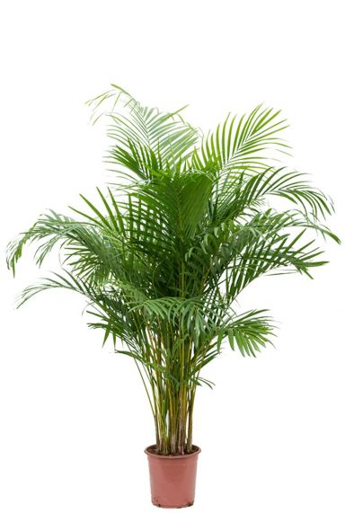 Mooie areca palm