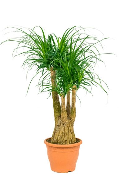 Mooie beaucarnea recurvata 1