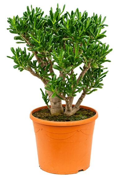 Mooie crassula gollum woonplanten aanschaffen