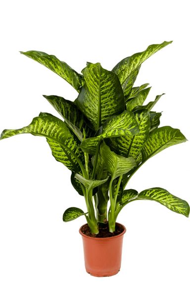 Mooie dieffenbachia maroba huisplanten