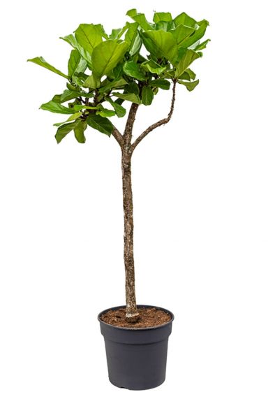 Mooie ficus lyrata tabaksplant