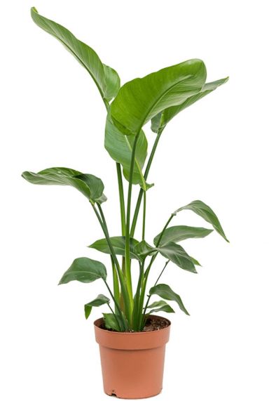 Mooie groene strelitzia kamerplant