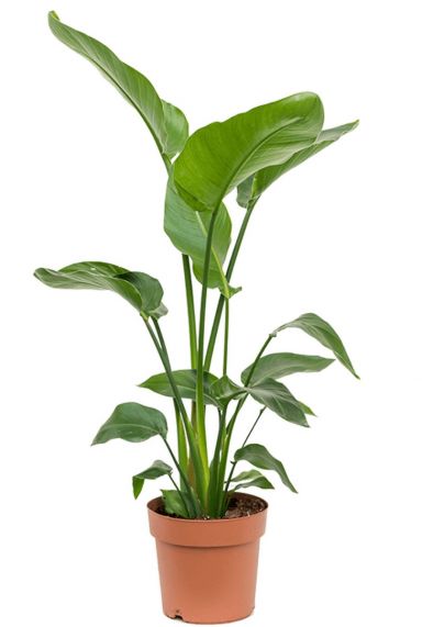 Mooie groene strelitzia kamerplant 1