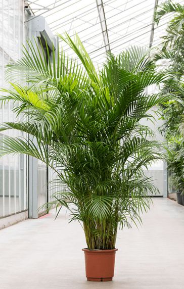Mooie grote areca plant