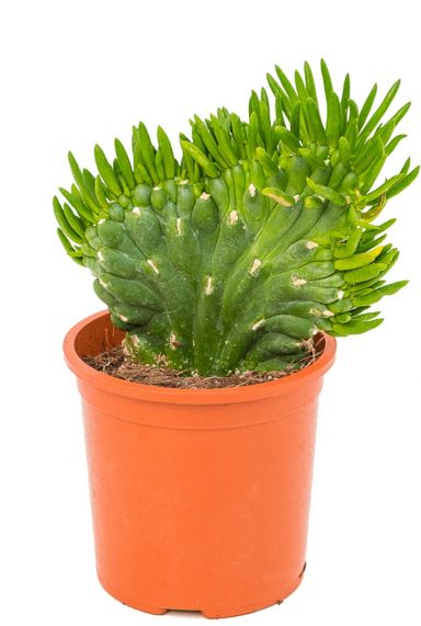 Opuntia subulata cactus kamerplant