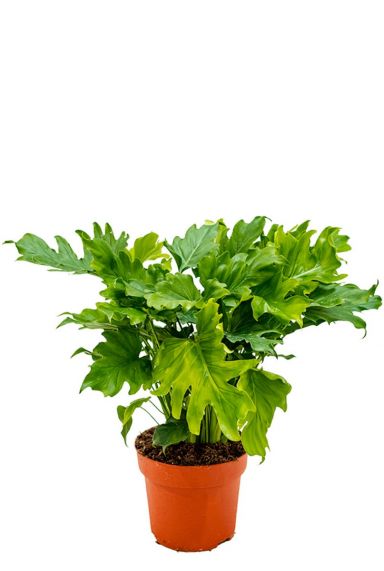 Mooie philodendron bipinnatifidum