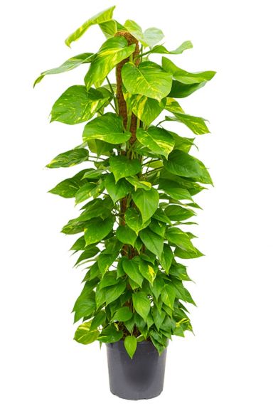 Mooie scindapsus epipremnum aureum