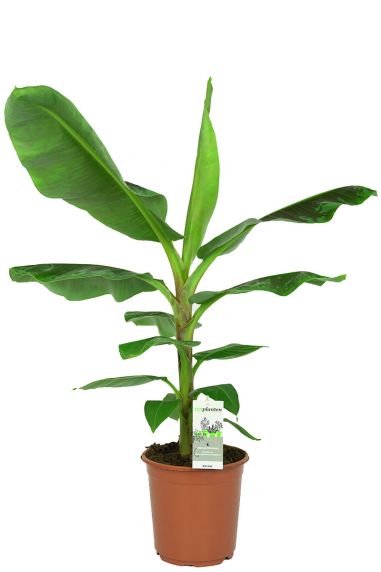 Eeuwigdurend Fluisteren handelaar Musa (Bananenplant) verzorging tips & informatie - 123planten.nl