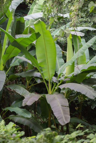 Musa basjoo p17 tuinplant