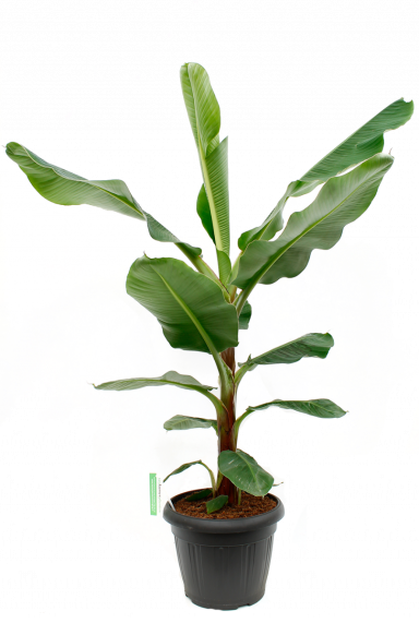Musa Bananenplant kamerplant