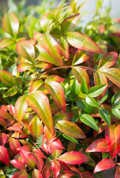 Nandina domestica obsessed tuinplant