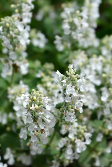 Nepeta faassenii snowflake tuinplant