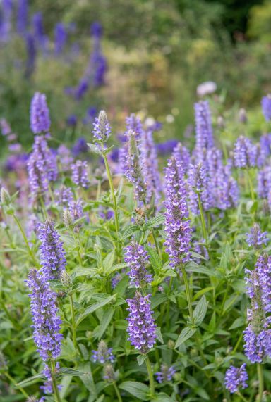 Nepeta nervosa blue moon tuinplant