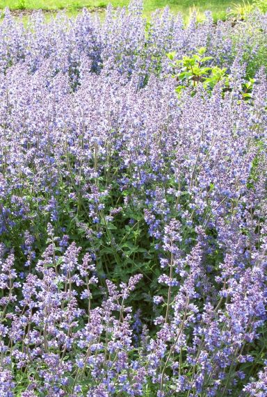 Nepeta walker s low tuinplant