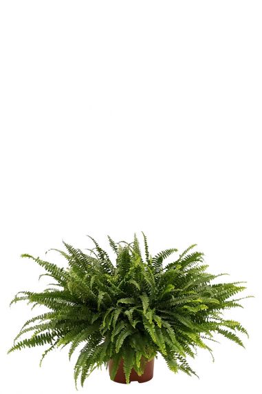 Nephrolepis green lady varen