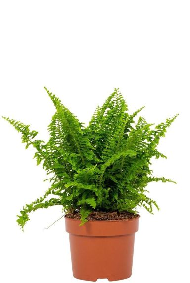 Nephrolepis Vitale