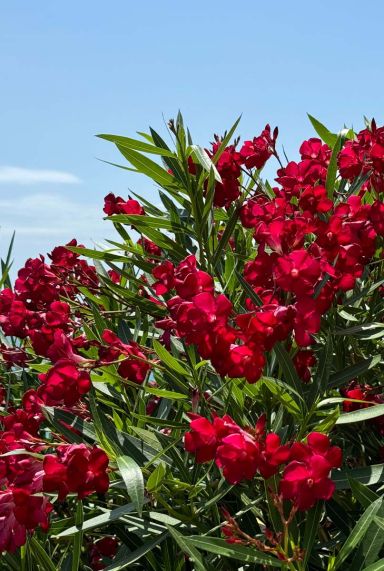 Nerium oleander rood tuinplant p26