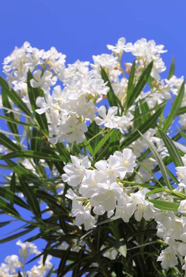 Nerium oleander tuinplant