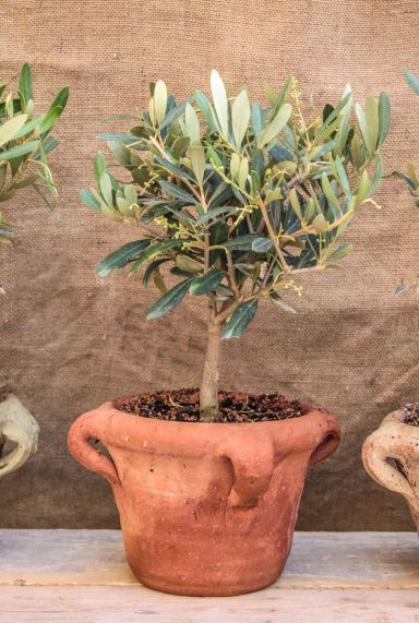 Olea Europaea