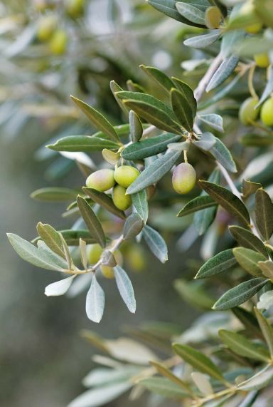 Olea europaea p24 tuinplant 1