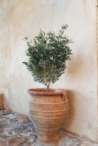 Olea europaea p28 tuinplant