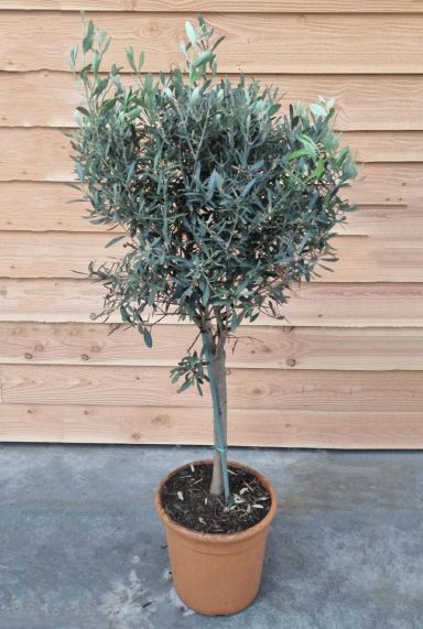 Olea europaea p32 olijfboom