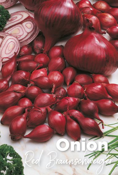 Onion red braunschweiger rode ui