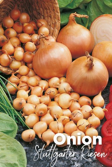 Onion stuttgarter riesen uien bollen