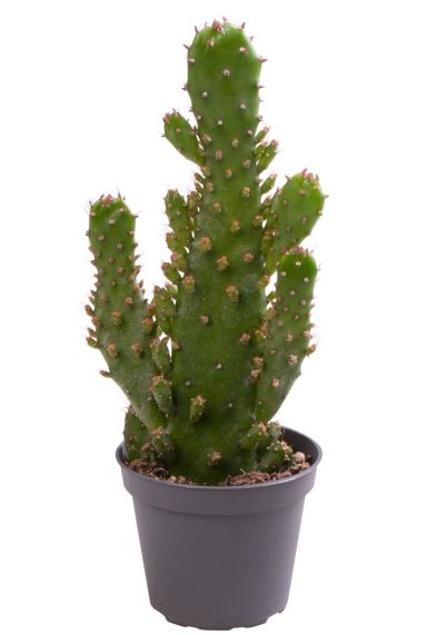 Opuntia microdasys cactus