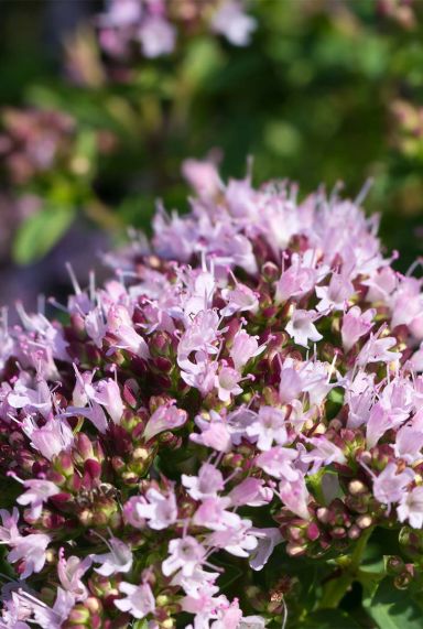 Origanum vulgare tuinplant 1