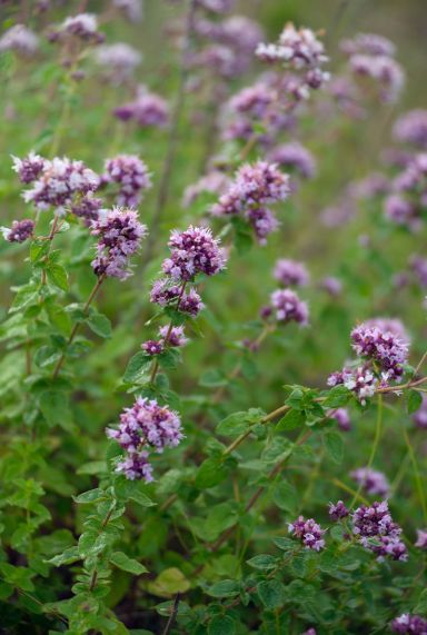 Origanum vulgare tuinplant p9