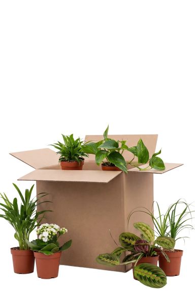 Tweede kans box - 6 stuks