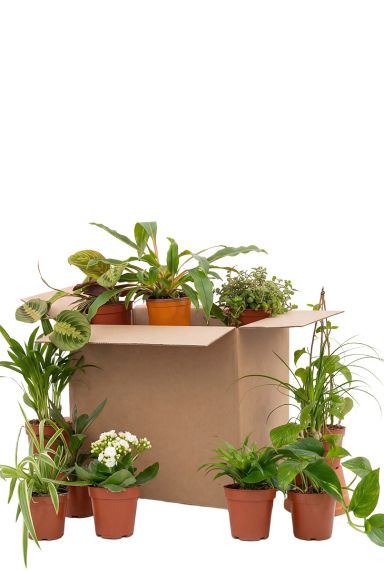 Halve Groene Kneusjesbox (6 stuks)