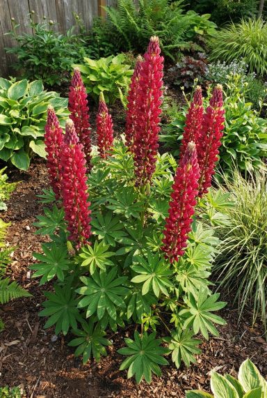 Lupinus Gallery Red