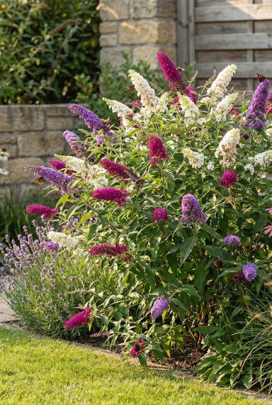 Buddleja davidii 'Tricolor'