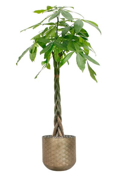 Pachira in bronzen pot