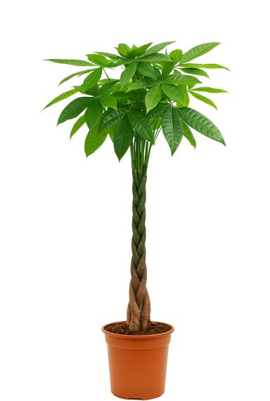 Pachiraaquatica-3