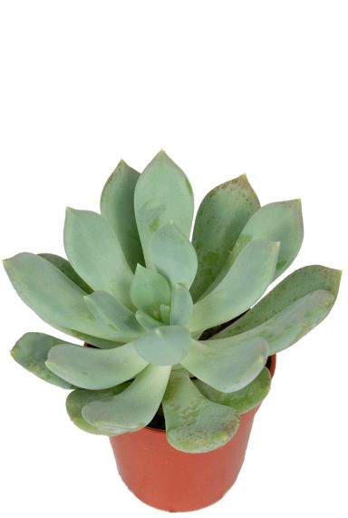 Pachyveria plant