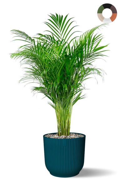 Palm in trendy bloempot