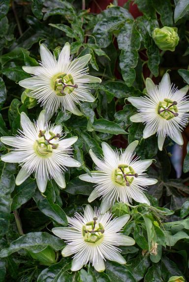 Passiflora caerulea constance elliot tuinplant